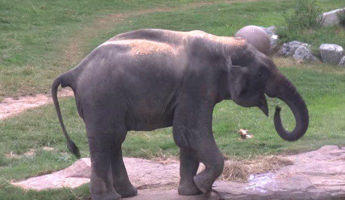 Pros and Cons of Zoos Pros and Cons of Zoos